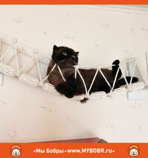 Photo №2. Meubles pour chiens et chats en Fédération de Russie. Prix - 54€. Annonce № 5280