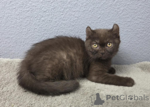 Photo №1. american curl - à vendre en ville de Baienfurt | 350€ | Annonce № 177960