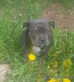 Photo №1. american bully - à vendre en ville de Ivanovo | 929€ | Annonce №19965