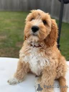 Photo №2 de l'annonce № 165714 de la vente labradoodle - acheter à La Grande-Bretagne annonce privée, éleveur