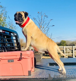 Photos supplémentaires: De magnifiques chiots Bullmastiff sont prêts à partir maintenant