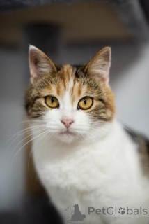 Photo №1.  - à vendre en ville de Khimki | Gratuit | Annonce № 159490