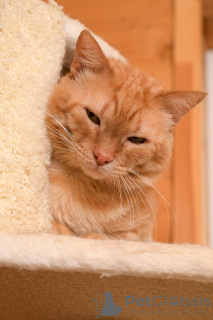 Photos supplémentaires: Le magnifique chat Orange est prêt à devenir votre rayon de soleil personnel.