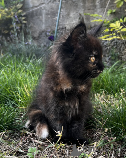 Photo №4. Je vais vendre maine coon en ville de Pyatigorsk. de la fourrière - prix - 970€