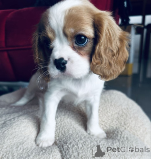 Photo №1. cavalier king charles spaniel - à vendre en ville de Düsseldorf | Gratuit | Annonce №160198