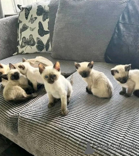 Photo №1. siamois - à vendre en ville de Hannover | 250€ | Annonce № 156678