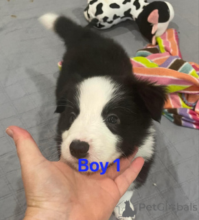 Photo №2 de l'annonce № 175180 de la vente border collie - acheter à Allemagne 