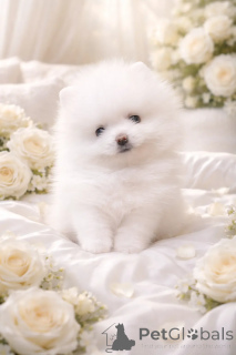 Photo №1. chien bâtard - à vendre en ville de Dnipro | 1000€ | Annonce №166527