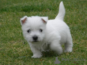 Photo №2 de l'annonce № 133197 de la vente west highland white terrier - acheter à Suisse annonce privée