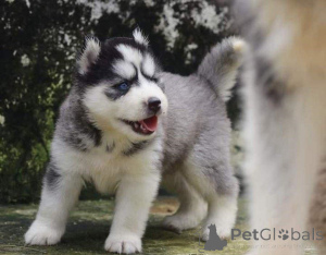 Photo №1. husky de sibérie - à vendre en ville de Tallinn | 750€ | Annonce №160465
