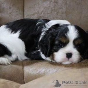 Photo №4. Je vais vendre cavalier king charles spaniel en ville de Nuremberg. annonce privée, de la fourrière, éleveur - prix - 280€