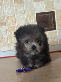 Photo №1. caniche (nain) - à vendre en ville de Krasnodar | 2479€ | Annonce №155084