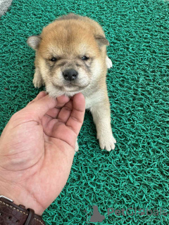Photo №4. Je vais vendre shiba en ville de Belgrade.  - prix - négocié