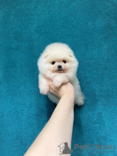 Photo №4. Je vais vendre spitz nain en ville de Москва. éleveur - prix - 308€