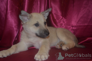 Photo №1. chien bâtard - à vendre en ville de Краснокамск | Gratuit | Annonce №9264