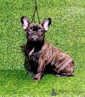Photo №2 de l'annonce № 174711 de la vente bouledogue - acheter à Serbie éleveur