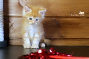 Photos supplémentaires: Maine Coon chaton garçon en marbre rouge