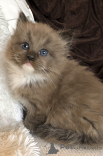 Photo №4. Je vais vendre bengal en ville de Гамбург.  - prix - négocié