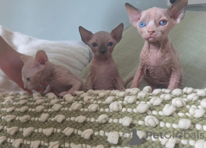 Photo №1. sphynx - à vendre en ville de Hanstedt | 350€ | Annonce № 177610