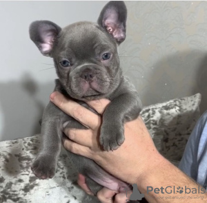 Photo №1. bouledogue - à vendre en ville de Berlin | négocié | Annonce №115813