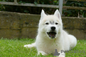 Photo №3. husky sibérien BEAU chien. Serbie