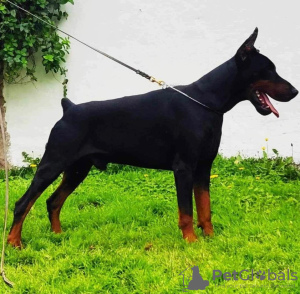 Photos supplémentaires: Chiots Dobermann