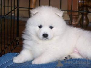 Photo №3. MOOIE POMERIAANSE PUPY'S TER ADODIE. Belgique