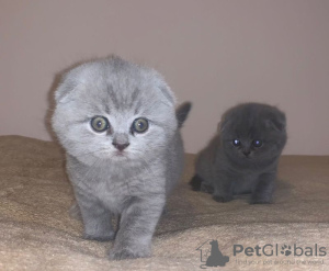 Photo №1. scottish fold - à vendre en ville de Штутгарт | 350€ | Annonce № 112428