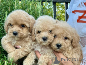 Photo №1. maltipu - à vendre en ville de Munich | négocié | Annonce №155638