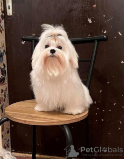 Photo №3. Maltais, chiots. Serbie