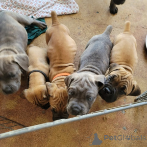 Photo №2 de l'annonce № 175423 de la vente cane corso - acheter à Lituanie annonce privée, éleveur