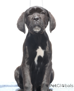 Photo №4. Je vais vendre cane corso en ville de Buzău. éleveur - prix - 2000€