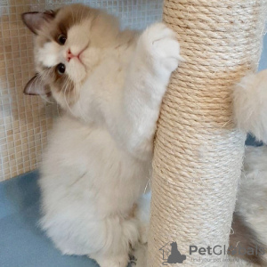 Photo №1. ragdoll - à vendre en ville de Bruxelles | négocié | Annonce № 129831