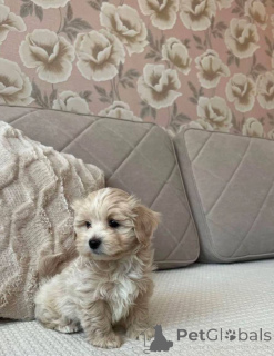 Photo №4. Je vais vendre maltipu en ville de Stralsund. annonce privée - prix - Gratuit