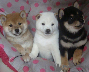 Photo №1. shiba - à vendre en ville de Gelsenkirchen | 450€ | Annonce №169473