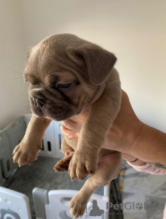 Photos supplémentaires: Chiots bouledogue français à vendre