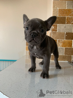 Photo №1. bouledogue - à vendre en ville de Амстердам | 380€ | Annonce №123863