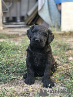 Photo №4. Je vais vendre schnauzer géant en ville de Kharkov. de la fourrière - prix - 586€