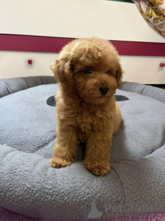 Photo №4. Je vais vendre caniche (jouet) en ville de Zrenjanin. annonce privée - prix - négocié