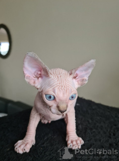 Photo №1. sphynx - à vendre en ville de Антверпен | 200€ | Annonce № 123521