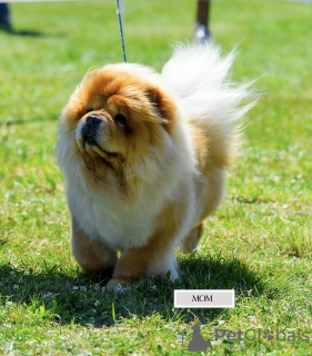 Photos supplémentaires: Chiots mâles Chow Chow à vendre !