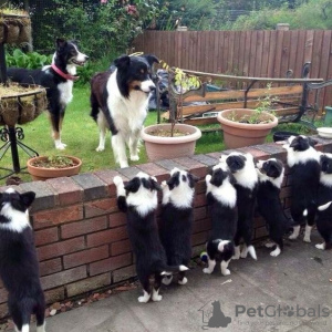 Photo №1. border collie - à vendre en ville de Prague | négocié | Annonce №109961