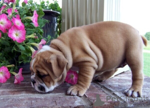 Photo №1. bulldog anglais - à vendre en ville de Anderny | négocié | Annonce №169302