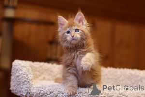 Photo №1. maine coon - à vendre en ville de Alain | 350€ | Annonce № 147309