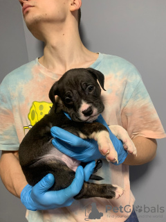 Photo №2 de l'annonce № 132194 de la vente american bully - acheter à Serbie annonce privée, de la fourrière, éleveur