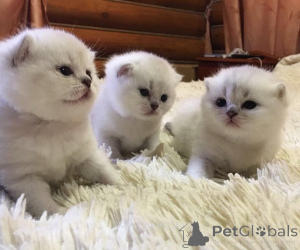 Photo №1. british shorthair - à vendre en ville de Serpoukhov | 269€ | Annonce № 142239