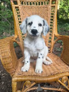 Photo №2 de l'annonce № 175556 de la vente dalmatien - acheter à Allemagne éleveur