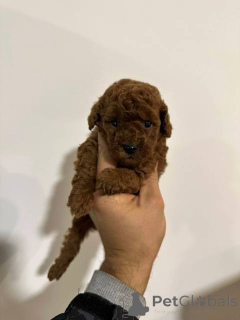 Photo №3. Caniche naine de la descente de la première classe. Serbie