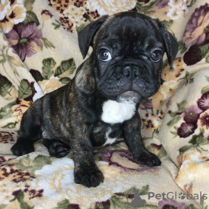 Photo №3. Bouledogues français. Ukraine