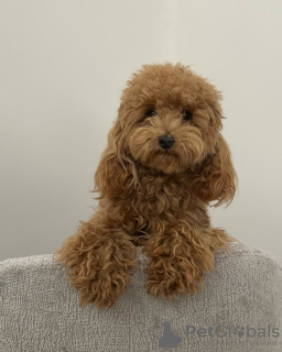 Photo №3. Jouet de caniche formé des toilettes. Portugal
